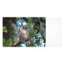 Barred Owl Photo Greeting Card