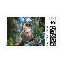 Barred Owl Postage