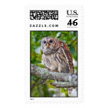 Barred Owl Postage Stamp