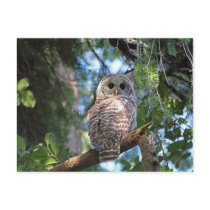 Barred Owl Postcard