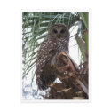 Barred Owl postcards by eaglelady1 Barred Owl postcards
