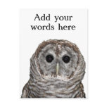 Barred Owl Postcards
