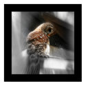 Barred Owl posters by moonrisings Barred Owl posters