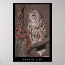 Barred Owl Posters