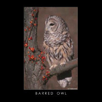 Barred Owl posters
