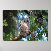 Barred Owl Print