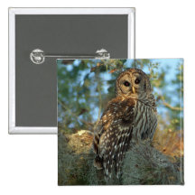 Barred Owl roosting in some Spanish Moss Button