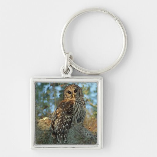 Barred Owl roosting in some Spanish Moss Keychain
