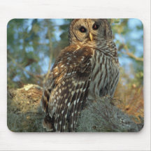 Barred Owl roosting in some Spanish Moss Mousepads