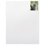 Barred Owl Staring Letterhead Design