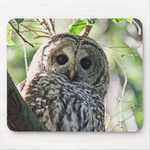 Barred Owl Staring Mousepad