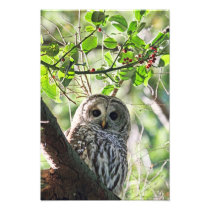 Barred Owl Staring Photograph
