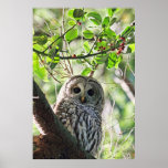 Barred Owl Staring Posters