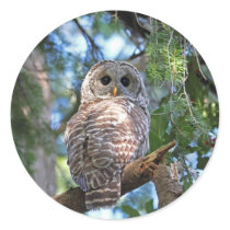 Barred Owl Stickers