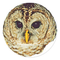 Barred Owl stickers