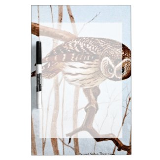 Barred Owl Vintage Wildlife Illustration Dry Erase Whiteboards