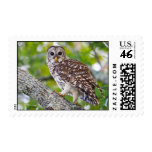 Barred Owl Walking Up a Tree Stamps