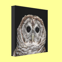 Barred Owl Wrapped Canvas Print canvas prints