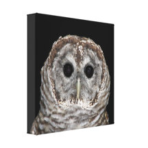 Barred Owl Wrapped Canvas Print
