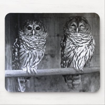 Barred Owls Mouse Pad by kahmier