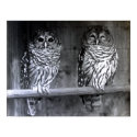 Barred Owls posters by kahmier Barred Owls posters