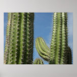 Barrel Cacti Poster Print