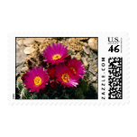 Barrel Cactus blooms Pink flowers Postage