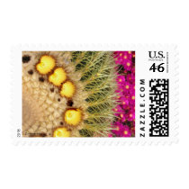Barrel Cactus Blooms Yellow Pink  Postage Stamps