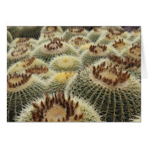 Barrel cactus card