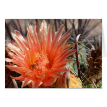 Barrel Cactus Greeting Card