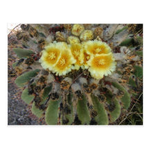 Barrel Cactus in Bloom Post Cards