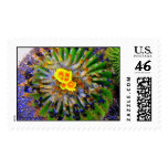 BARREL CACTUS IN BLOOM POSTAGE