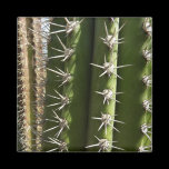 Barrel Cactus Magnet