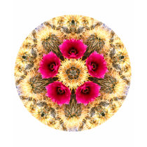 Barrel Cactus Mandala t-shirts