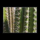 Barrel Cactus Postcard