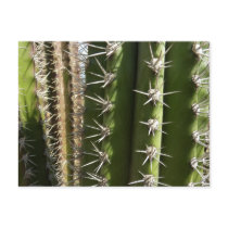 Barrel Cactus Postcard
