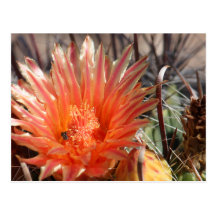 Barrel Cactus Postcard