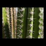 Barrel Cactus Poster Print