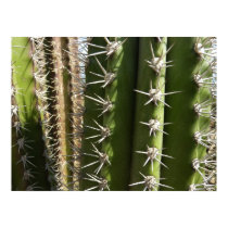 Barrel Cactus Poster Print
