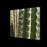 Barrel Cactus Stretched Canvas Print