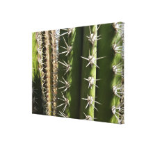 Barrel Cactus Stretched Canvas Print