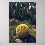 Barrel Cactus With Brothers Posters