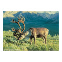 Barren Ground Caribou posters