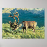 Barren Ground Caribou posters