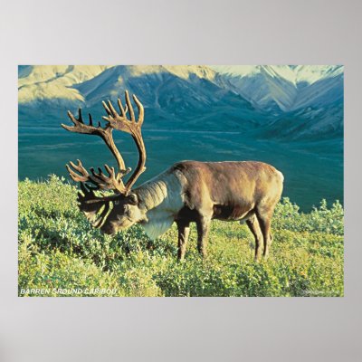 Barren Ground Caribou Posters by gwester