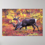Barren-ground Caribou Poster