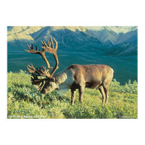 Barren Ground Caribou posters