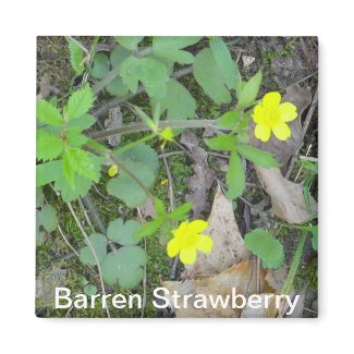 Barren Strawberry Magnet magnet