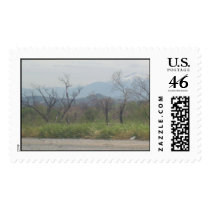 Barren trees postage