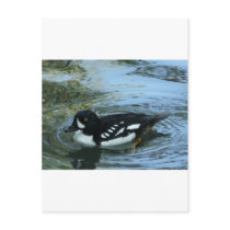 Barrows goldeneye postcards